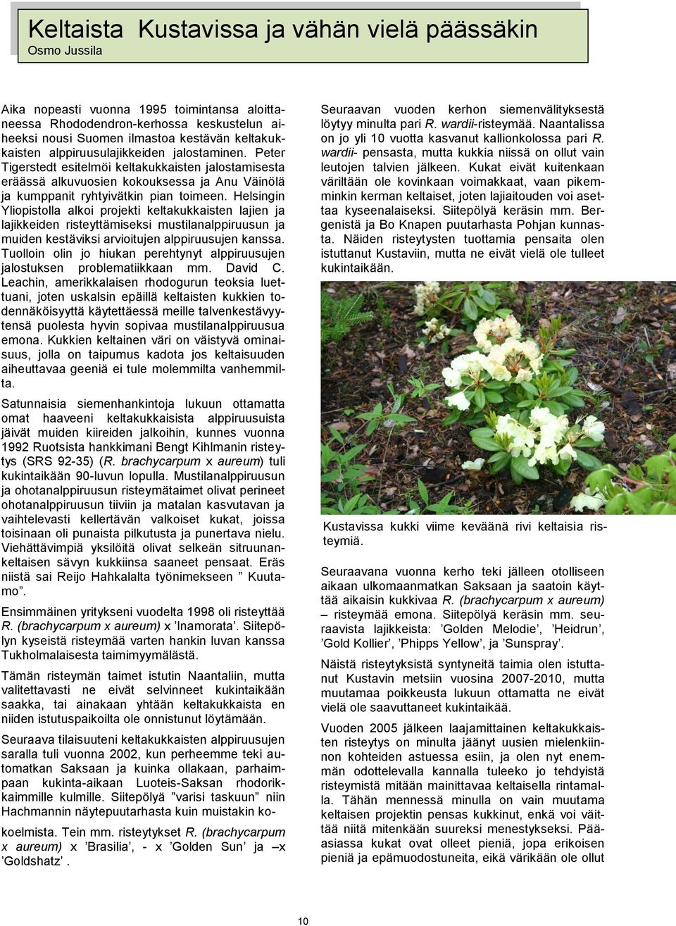 Helsingin Yliopistolla alkoi projekti keltakukkaisten lajien ja lajikkeiden risteyttämiseksi mustilanalppiruusun ja muiden kestäviksi arvioitujen alppiruusujen kanssa.