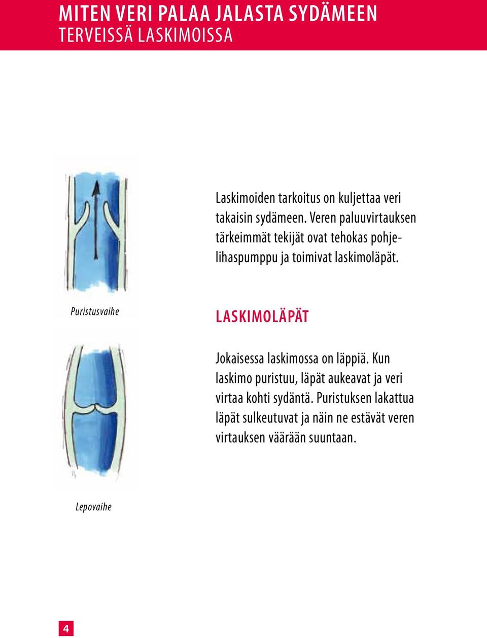 Puristusvaihe Laskimoläpät Jokaisessa laskimossa on läppiä.