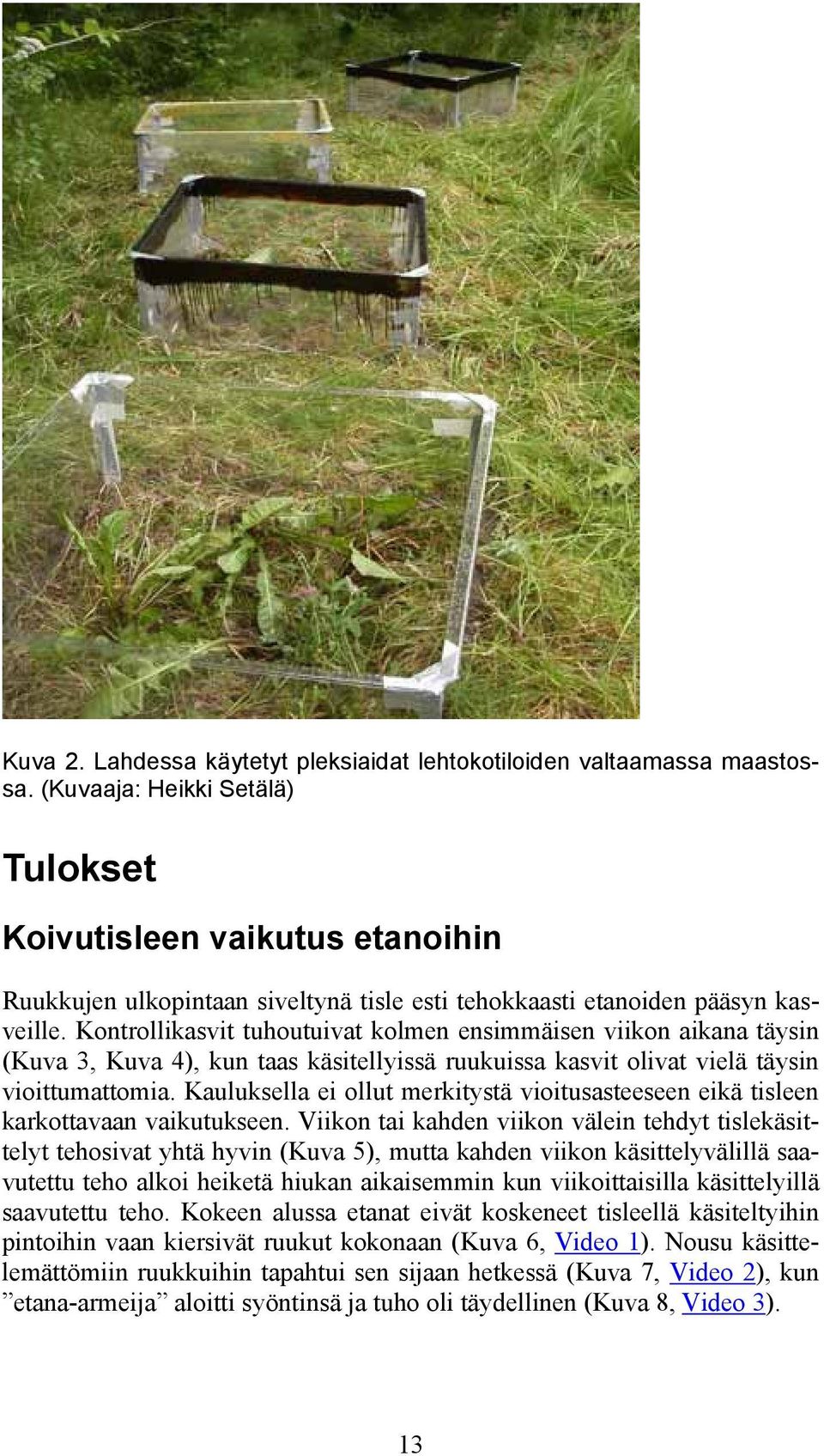 Kontrollikasvit tuhoutuivat kolmen ensimmäisen viikon aikana täysin (Kuva 3, Kuva 4), kun taas käsitellyissä ruukuissa kasvit olivat vielä täysin vioittumattomia.