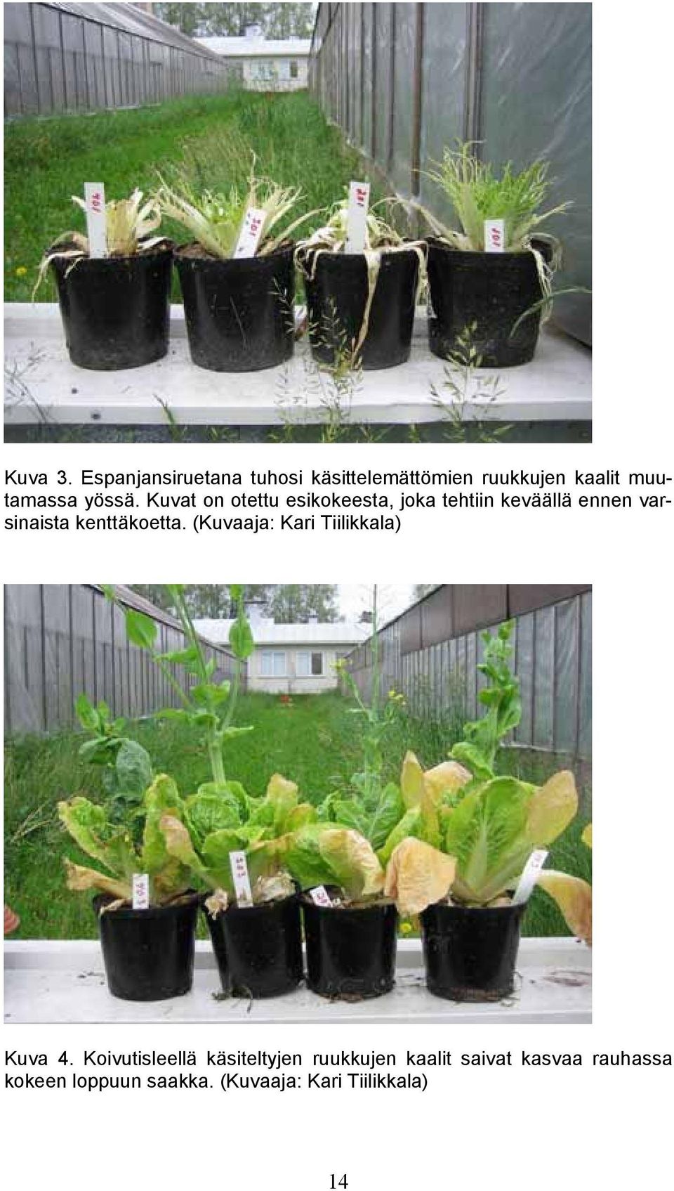 Kuvat on otettu esikokeesta, joka tehtiin keväällä ennen varsinaista kenttäkoetta.