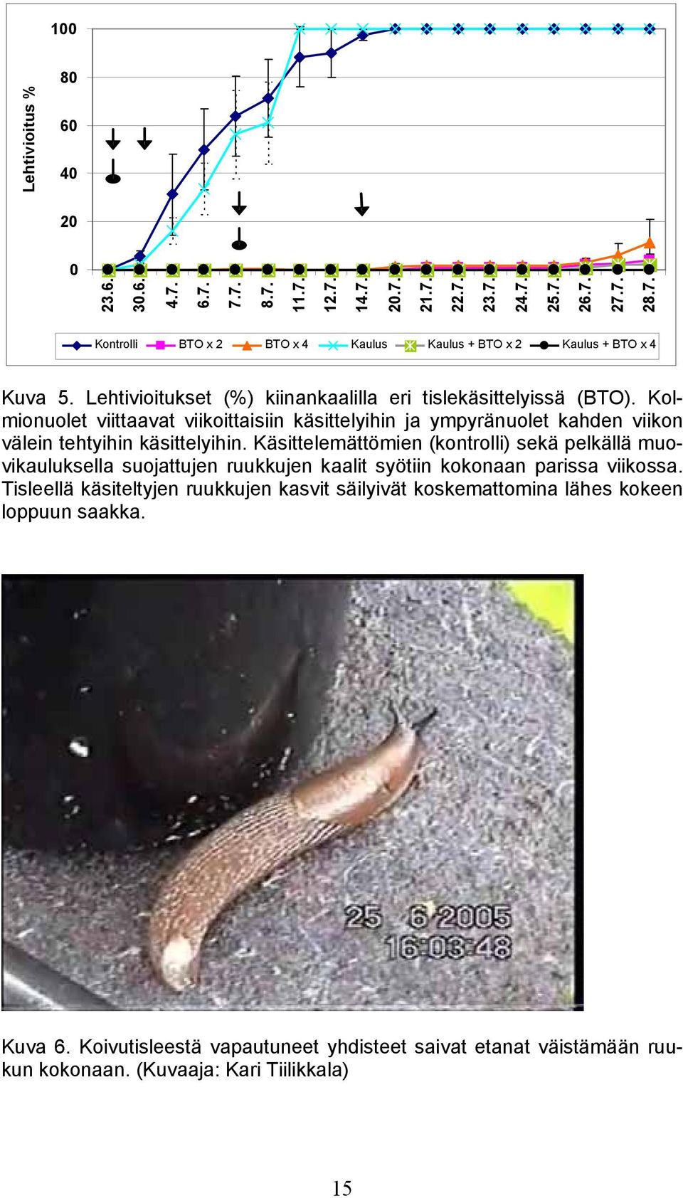 Käsittelemättömien (kontrolli) sekä pelkällä muovikauluksella suojattujen ruukkujen kaalit syötiin kokonaan parissa viikossa.