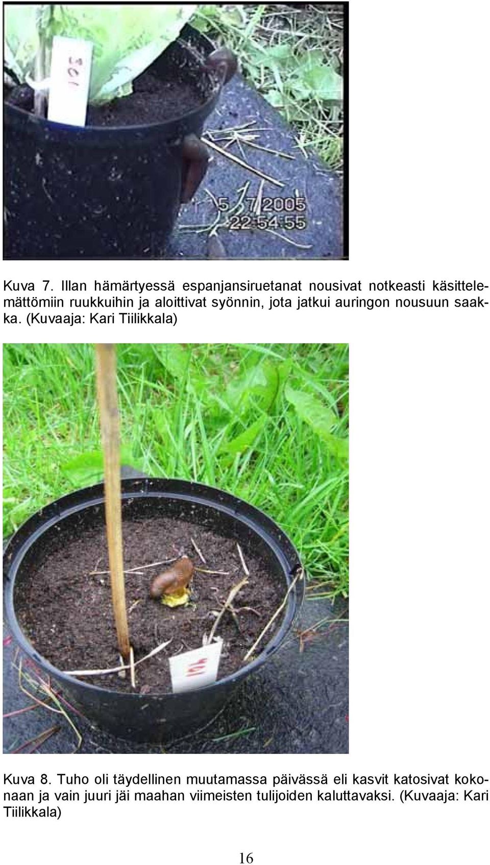 ja aloittivat syönnin, jota jatkui auringon nousuun saakka.