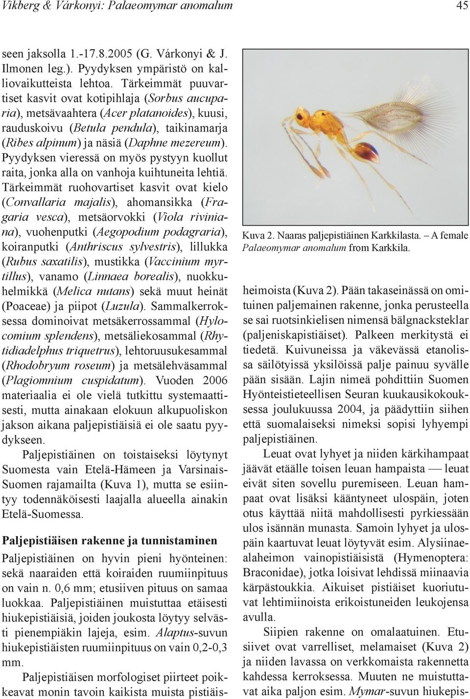 Pyydyksen vieressä on myös pystyyn kuollut raita, jonka alla on vanhoja kuihtuneita lehtiä.