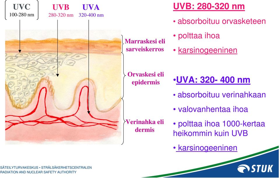 Orvaskesi eli epidermis UVA: 320-400 nm absorboituu verinahkaan