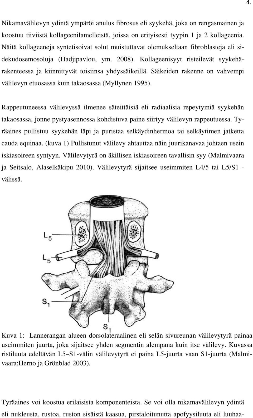 Kollageenisyyt risteilevät syykehärakenteessa ja kiinnittyvät toisiinsa yhdyssäikeillä. Säikeiden rakenne on vahvempi välilevyn etuosassa kuin takaosassa (Myllynen 1995).