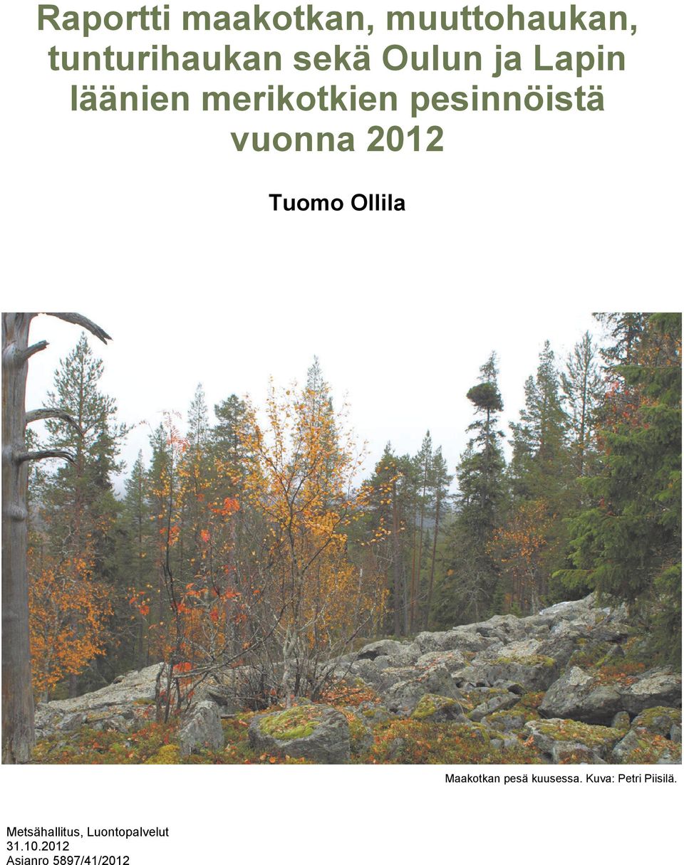 2012 Tuomo Ollila Maakotkan pesä kuusessa.