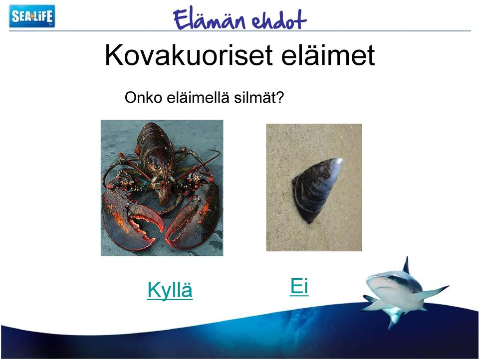 eläimet Onko