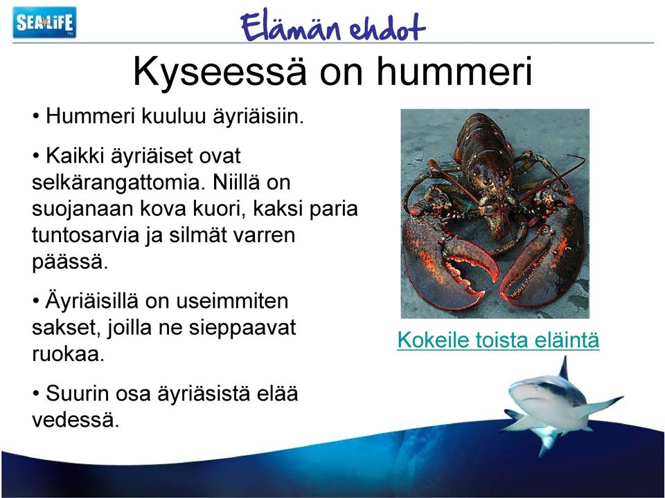 Niillä on suojanaan kova kuori, kaksi paria tuntosarvia ja silmät varren