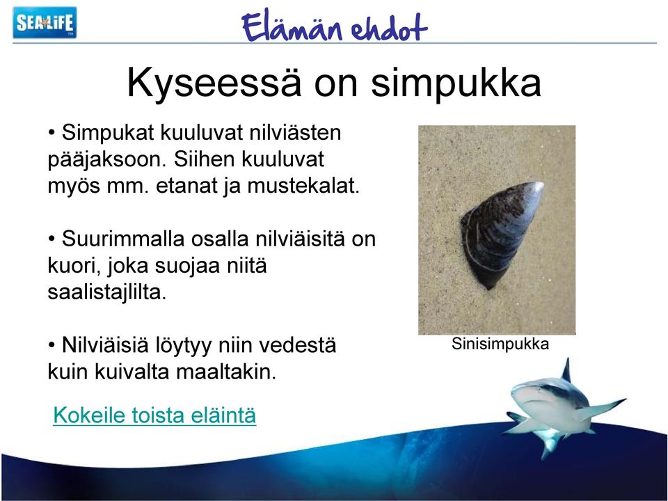 Suurimmalla osalla nilviäisitä on kuori, joka suojaa niitä