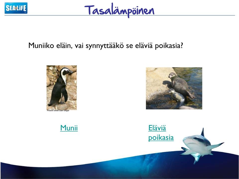 eläviä poikasia?