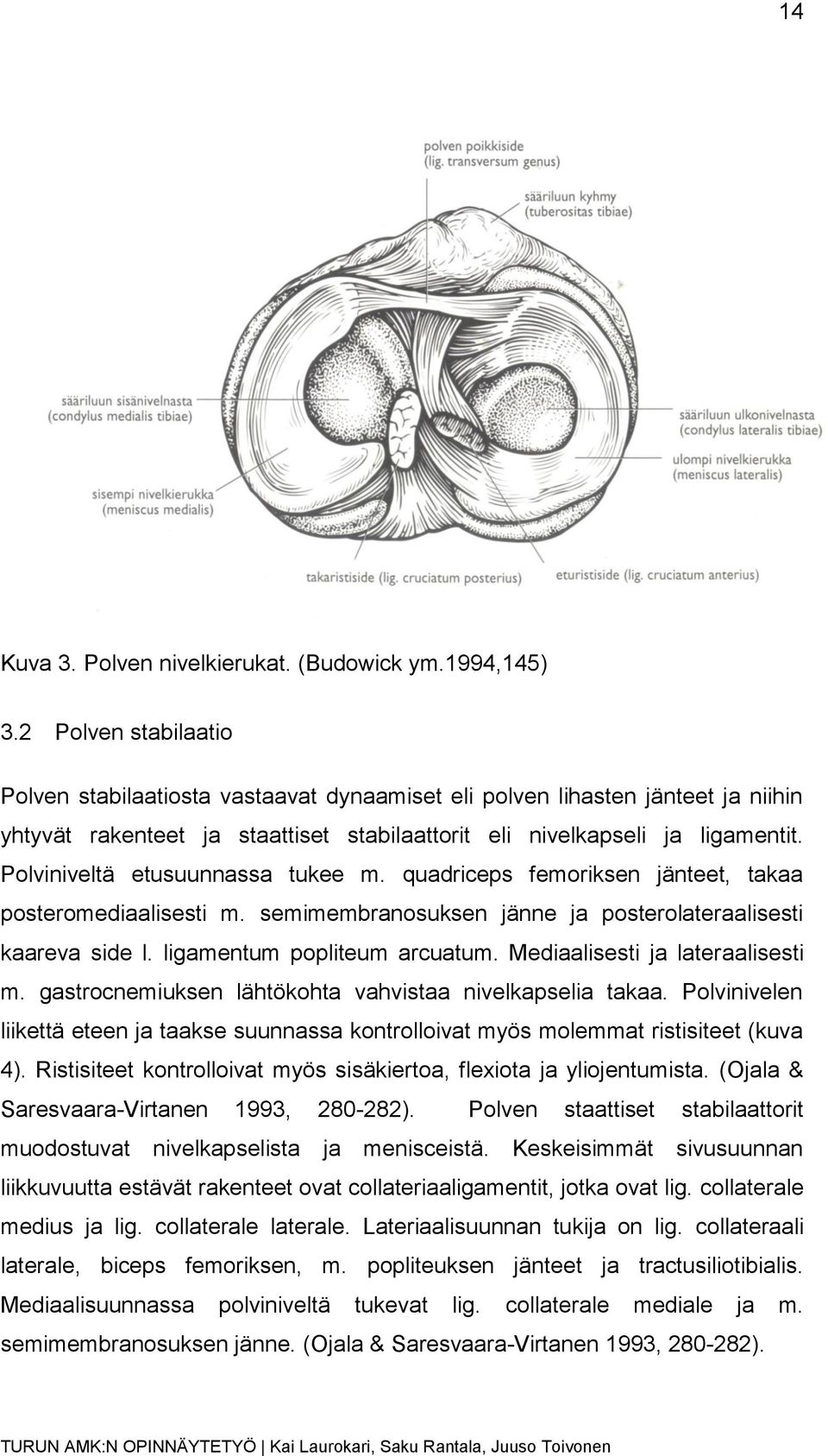Polviniveltä etusuunnassa tukee m. quadriceps femoriksen jänteet, takaa posteromediaalisesti m. semimembranosuksen jänne ja posterolateraalisesti kaareva side l. ligamentum popliteum arcuatum.