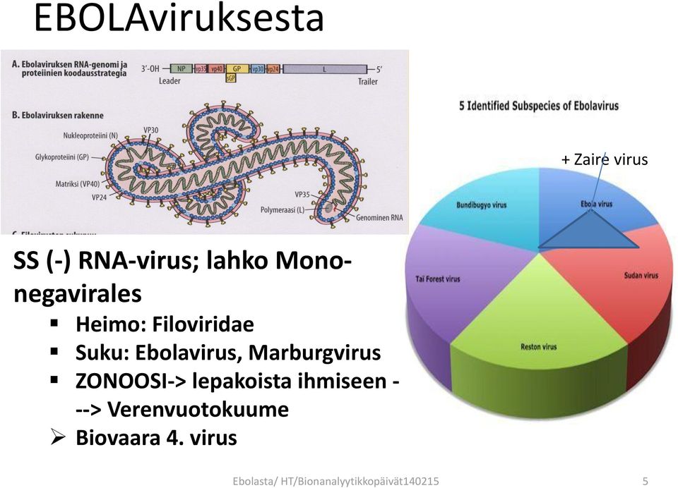 Marburgvirus ZONOOSI-> lepakoista ihmiseen - -->