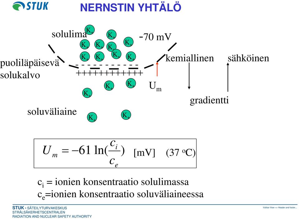 U m kemiallinen gradientti sähköinen U m ci = 61 ln( ) [mv] (37 c o C) e c i