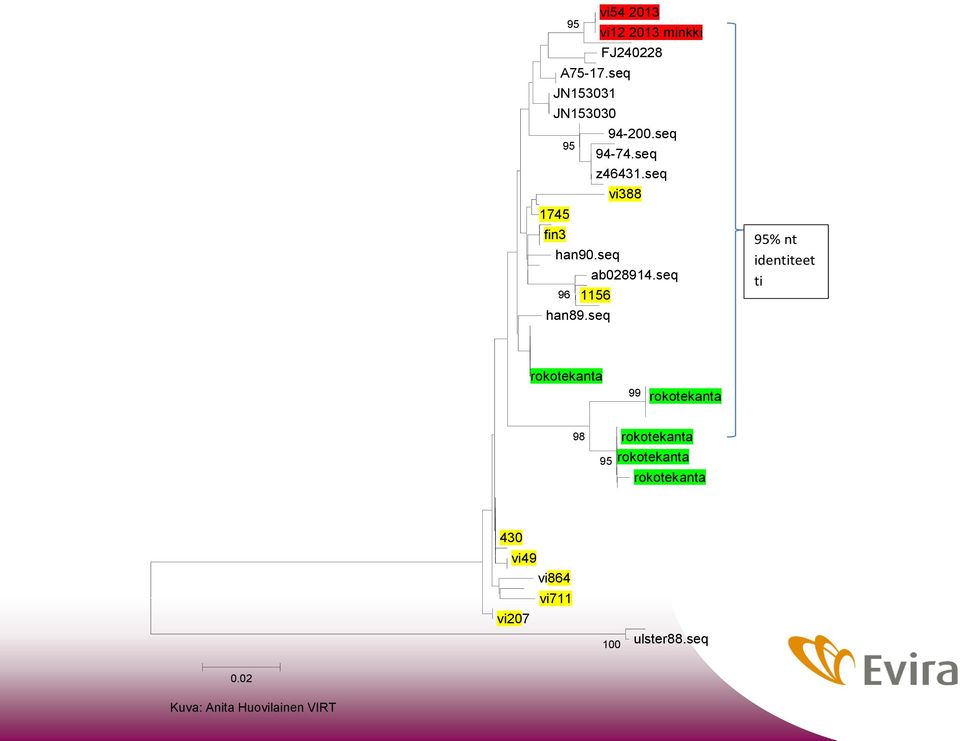 seq 95% nt identiteet ti rokotekanta 99 rokotekanta 98 rokotekanta 95 rokotekanta