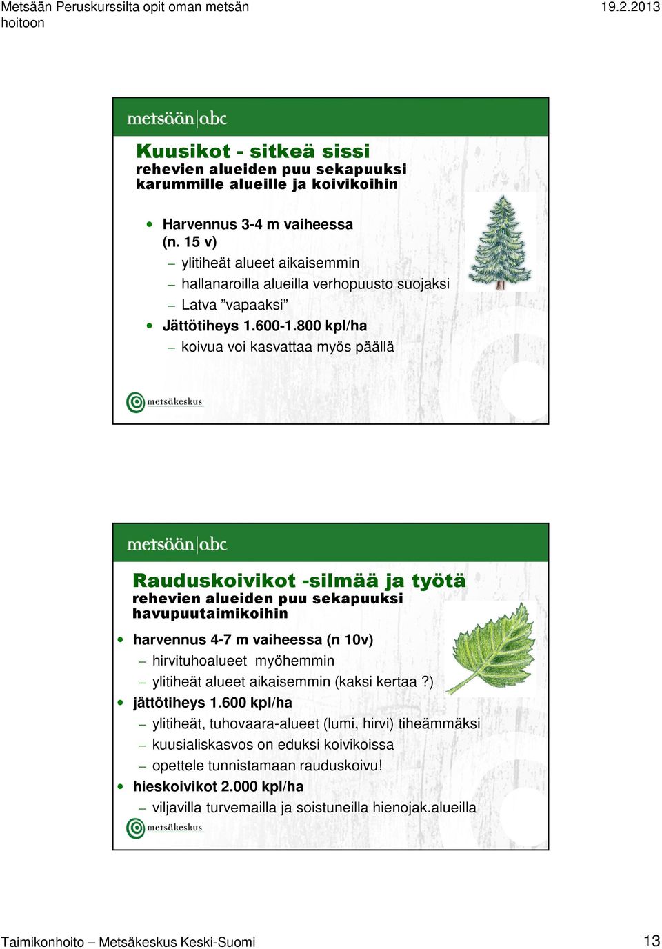 800 kpl/ha koivua voi kasvattaa myös päällä Rauduskoivikot -silmää ja työtä rehevien alueiden puu sekapuuksi havupuutaimikoihin harvennus 4-7 m vaiheessa (n 10v) hirvituhoalueet