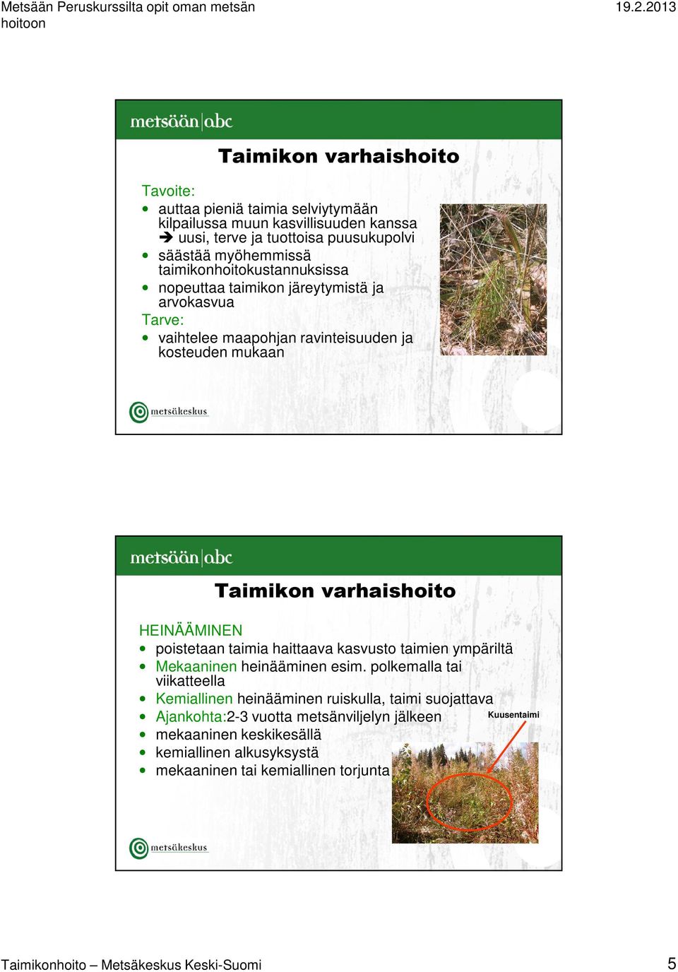 HEINÄÄMINEN poistetaan taimia haittaava kasvusto taimien ympäriltä Mekaaninen heinääminen esim.