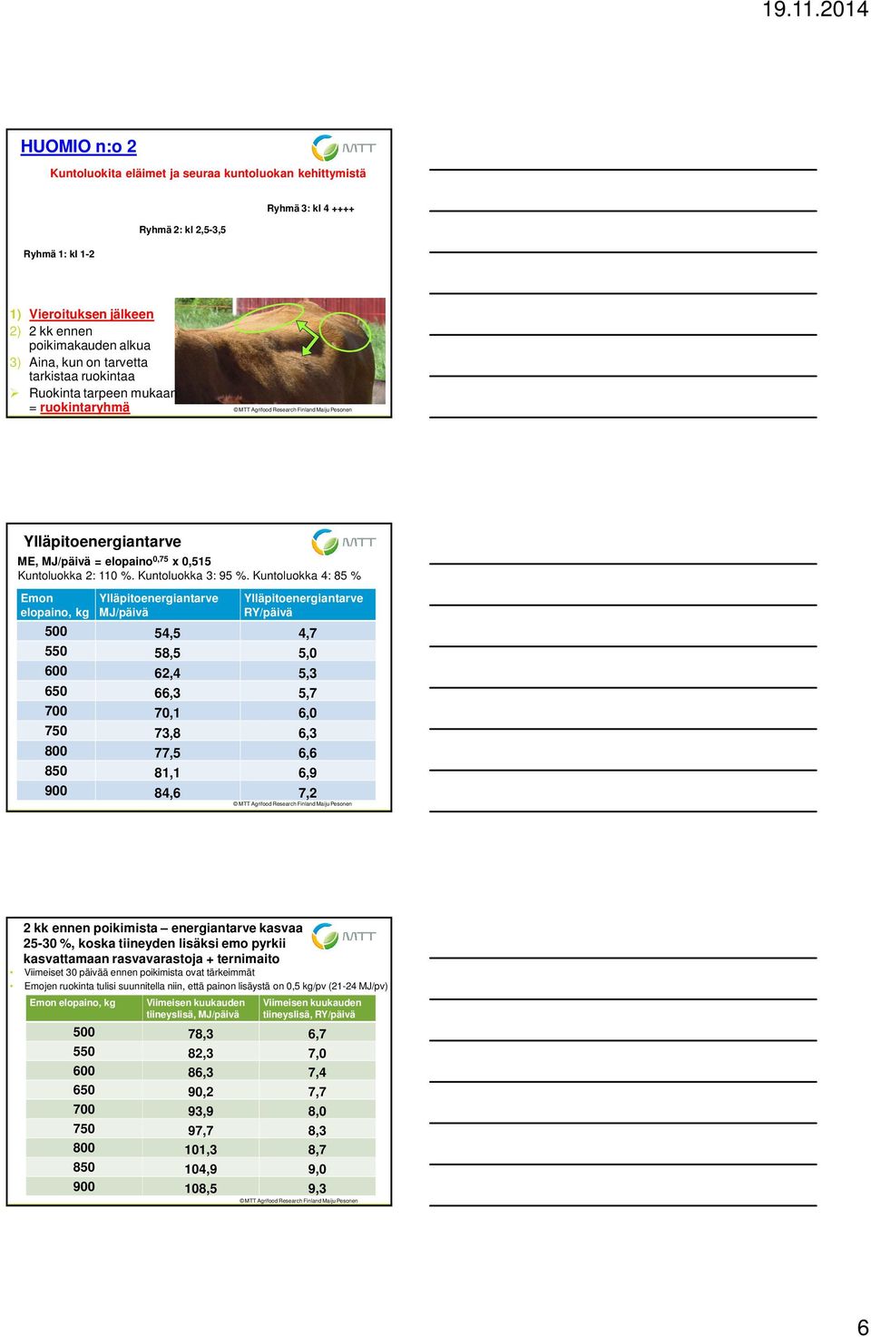 Kuntoluokka 4: 85 % Emon elopaino, kg Ylläpitoenergiantarve MJ/päivä Ylläpitoenergiantarve RY/päivä 500 54,5 4,7 550 58,5 5,0 600 62,4 5,3 650 66,3 5,7 700 70,1 6,0 750 73,8 6,3 800 77,5 6,6 850 81,1