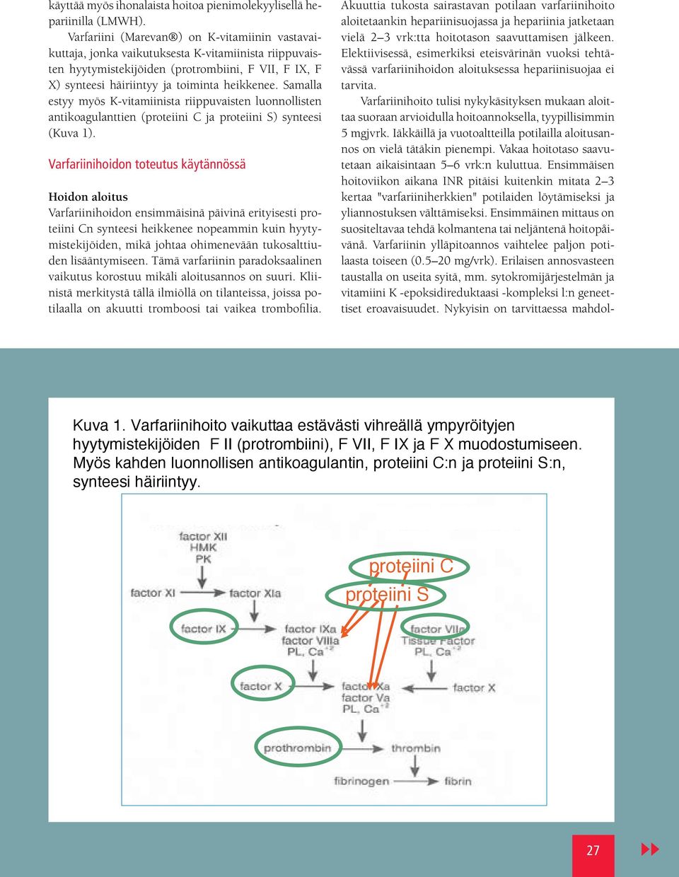 Samalla estyy myös K-vitamiinista riippuvaisten luonnollisten antikoagulanttien (proteiini C ja proteiini S) synteesi (Kuva 1).