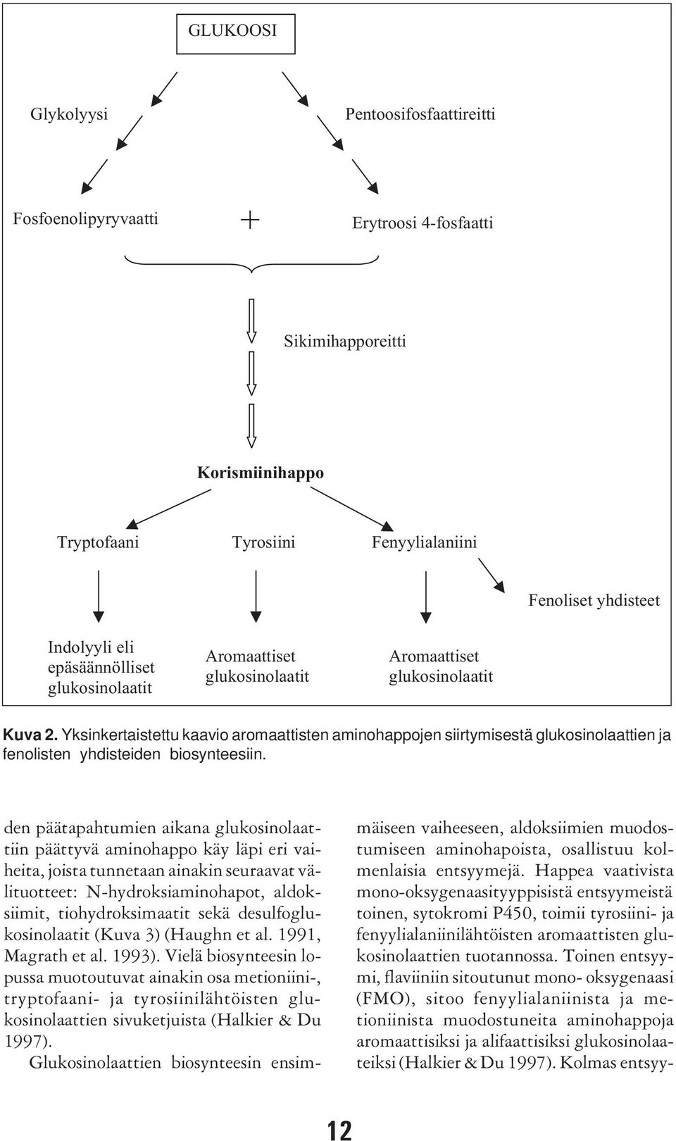 Yksinkertaistettu kaavio aromaattisten aminohappojen siirtymisestä glukosinolaattien ja fenolisten yhdisteiden biosynteesiin.