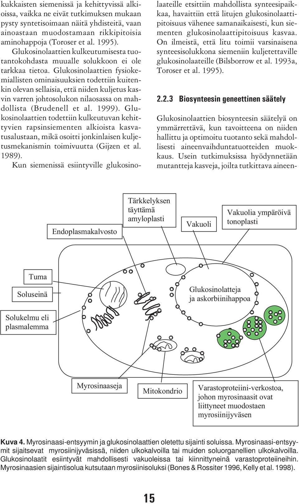 Glukosinolaattien fysiokemiallisten ominaisuuksien todettiin kuitenkin olevan sellaisia, että niiden kuljetus kasvin varren johtosolukon nilaosassa on mahdollista (Brudenell et al. 1999).