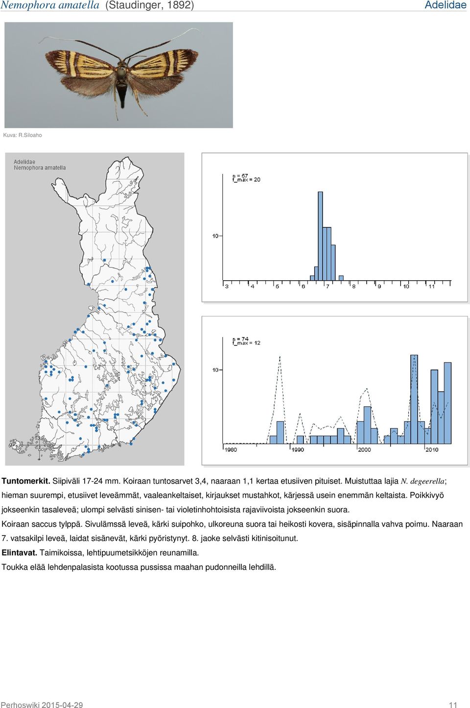 Poikkivyö jokseenkin tasaleveä; ulompi selvästi sinisen- tai violetinhohtoisista rajaviivoista jokseenkin suora. Koiraan saccus tylppä.