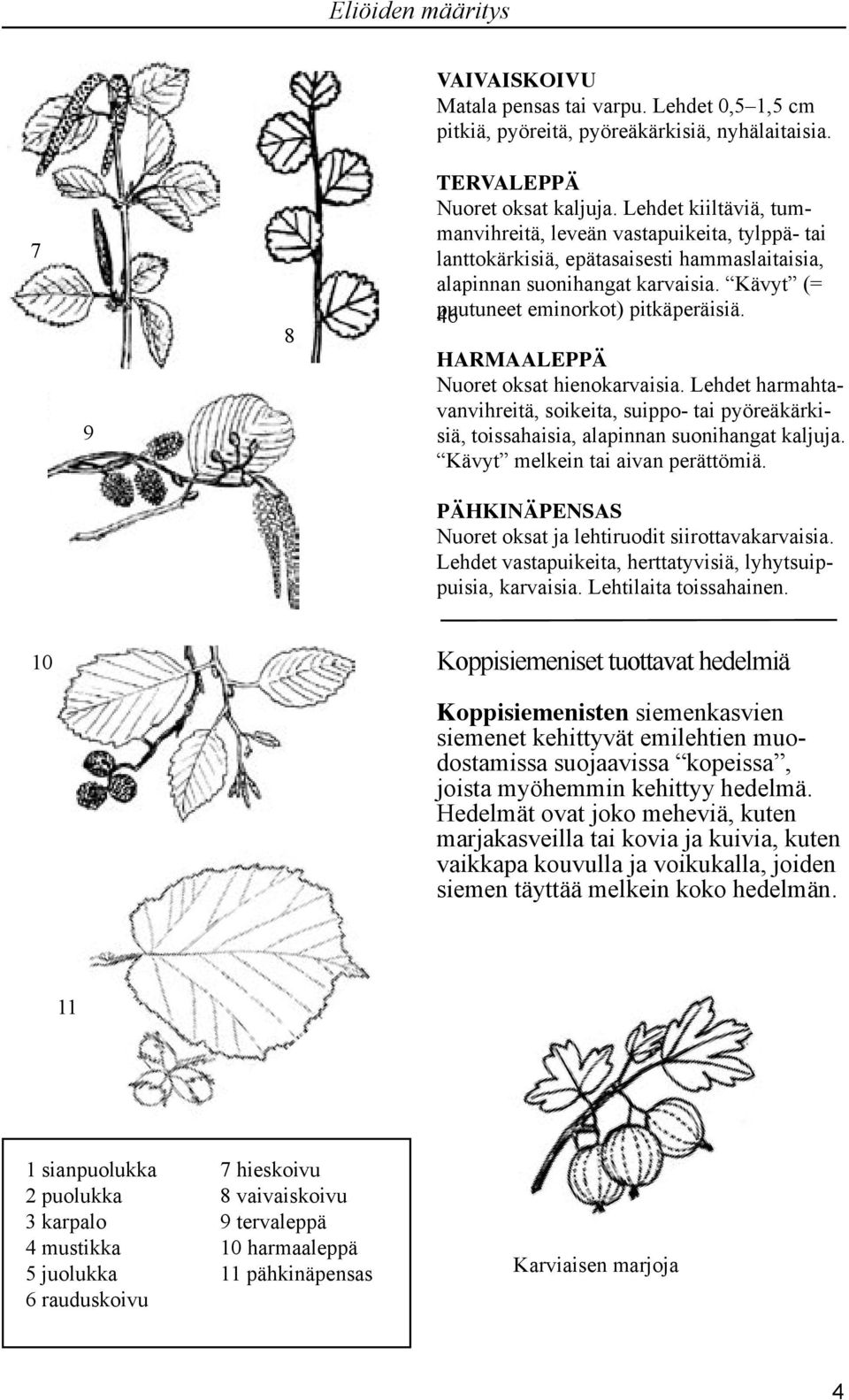 HARMAALEPPÄ Nuoret oksat hienokarvaisia. Lehdet harmahtavanvihreitä, soikeita, suippo- tai pyöreäkärkisiä, toissahaisia, alapinnan suonihangat kaljuja. Kävyt melkein tai aivan perättömiä.