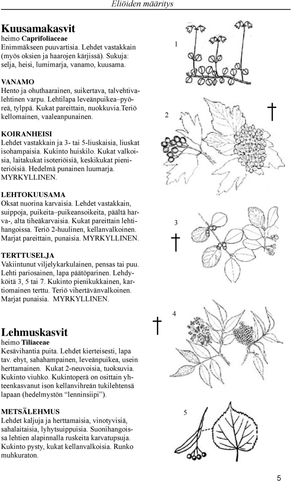 KOIRANHEISI Lehdet vastakkain ja - tai 5-liuskaisia, liuskat isohampaisia. Kukinto huiskilo. Kukat valkoisia, laitakukat isoteriöisiä, keskikukat pieniteriöisiä. Hedelmä punainen luumarja.