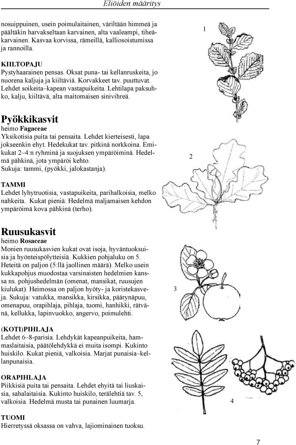 Lehtilapa paksuhko, kalju, kiiltävä, alta maitomaisen sinivihreä. Pyökkikasvit heimo Fagaceae Yksikotisia puita tai pensaita. Lehdet kierteisesti, lapa jokseenkin ehyt. Hedekukat tav.