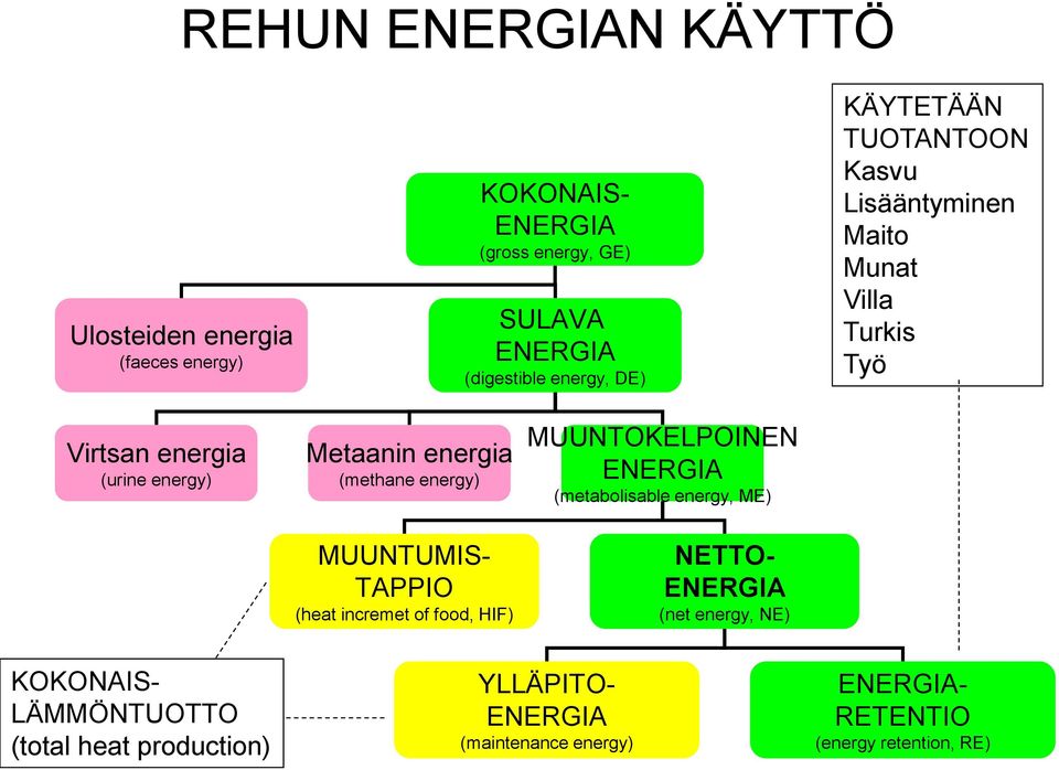 energy) MUUNTUMIS- TAPPIO (heat incremet of food, HIF) MUUNTOKELPOINEN ENERGIA (metabolisable energy, ME) NETTO- ENERGIA (net