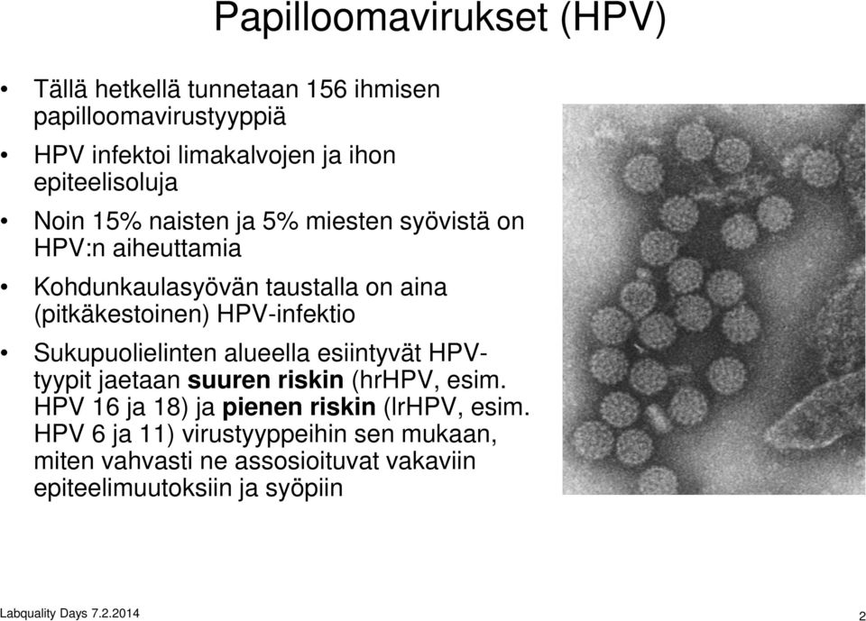 HPV-infektio Sukupuolielinten alueella esiintyvät HPVtyypit jaetaan suuren riskin (hrhpv, esim.