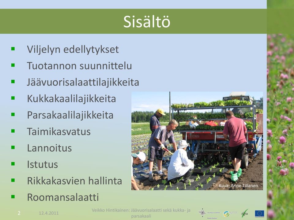 Parsakaalilajikkeita Taimikasvatus Lannoitus Istutus