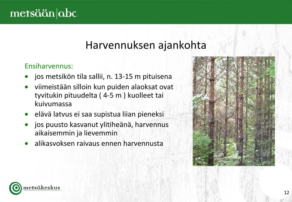 ( 4-5 m ) kuolleet tai kuivumassa elävä latvus ei saa supistua liian pieneksi jos