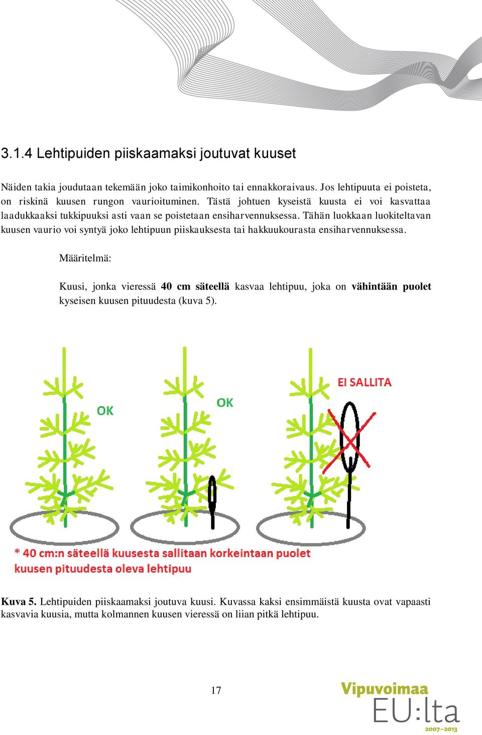 Tästä johtuen kyseistä kuusta ei voi kasvattaa laadukkaaksi tukkipuuksi asti vaan se poistetaan ensiharvennuksessa.