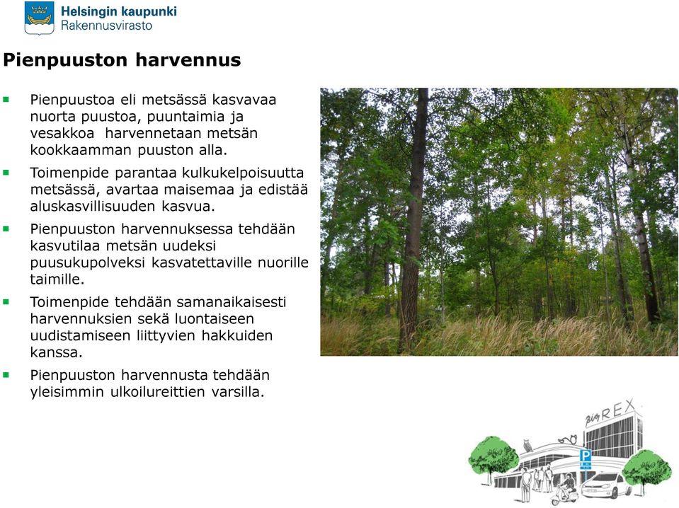 Pienpuuston harvennuksessa tehdään kasvutilaa metsän uudeksi puusukupolveksi kasvatettaville nuorille taimille.