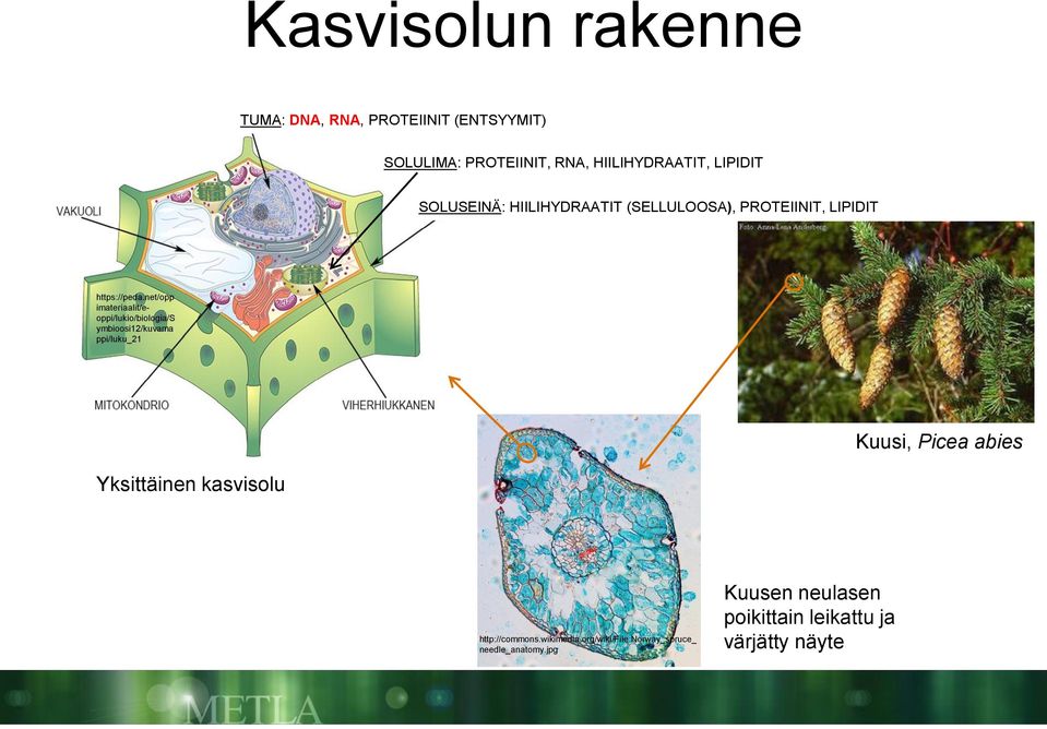 net/opp imateriaalit/eoppi/lukio/biologia/s ymbioosi12/kuvama ppi/luku_21 Kuusi, Picea abies Yksittäinen