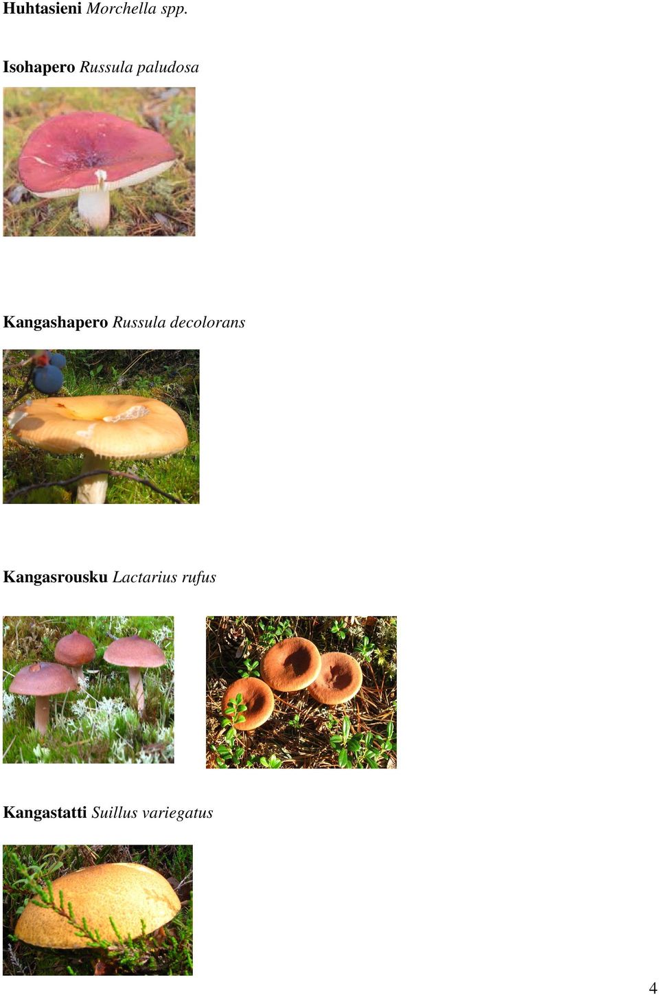 Kangashapero Russula decolorans