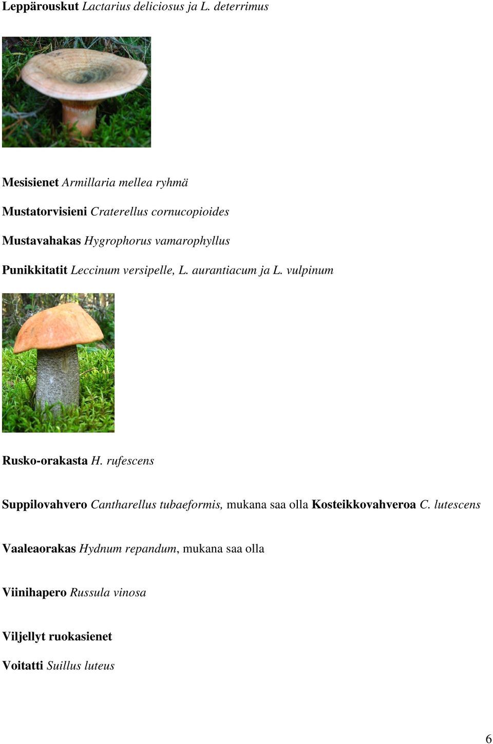 vamarophyllus Punikkitatit Leccinum versipelle, L. aurantiacum ja L. vulpinum Rusko-orakasta H.