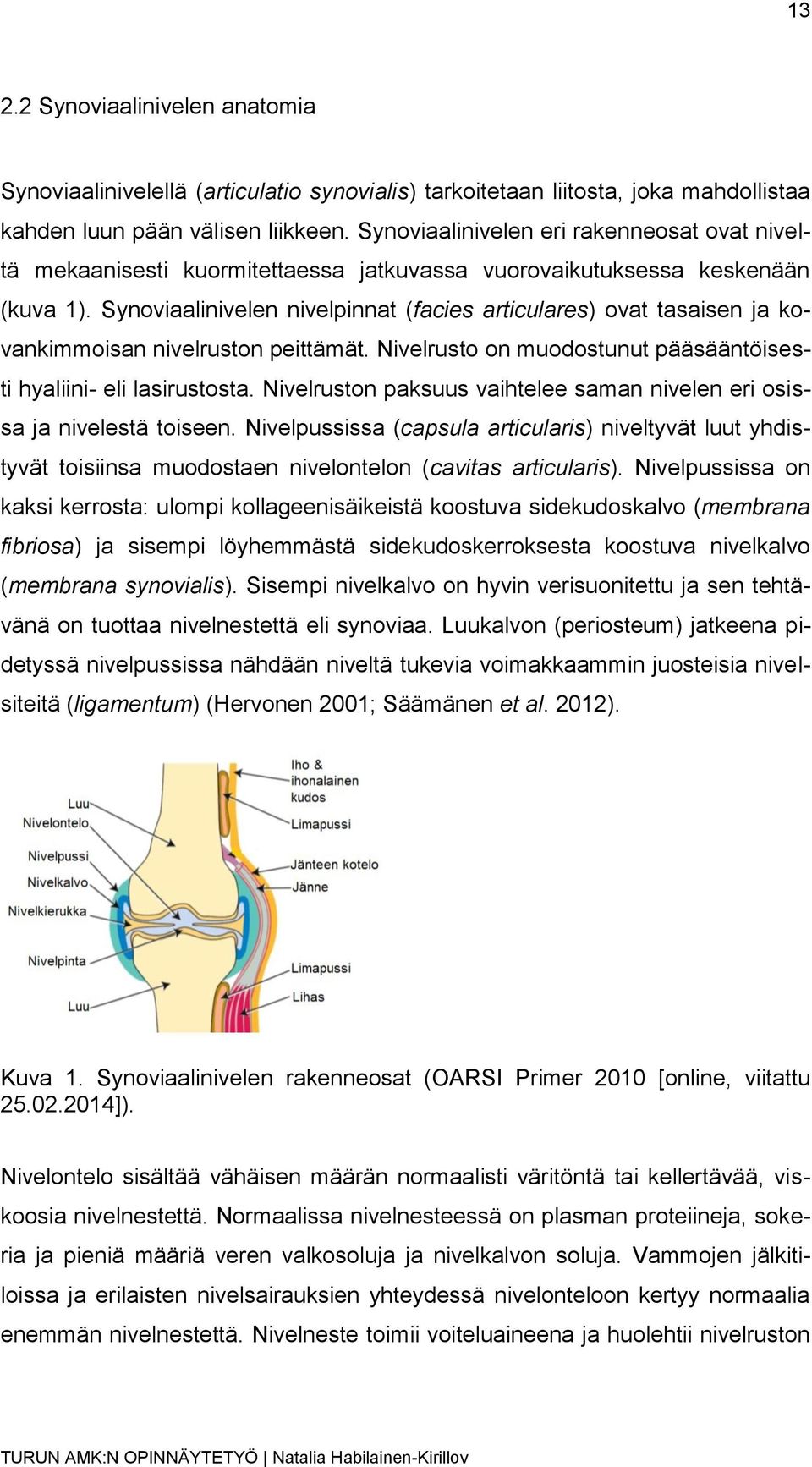 Synoviaalinivelen nivelpinnat (facies articulares) ovat tasaisen ja kovankimmoisan nivelruston peittämät. Nivelrusto on muodostunut pääsääntöisesti hyaliini- eli lasirustosta.