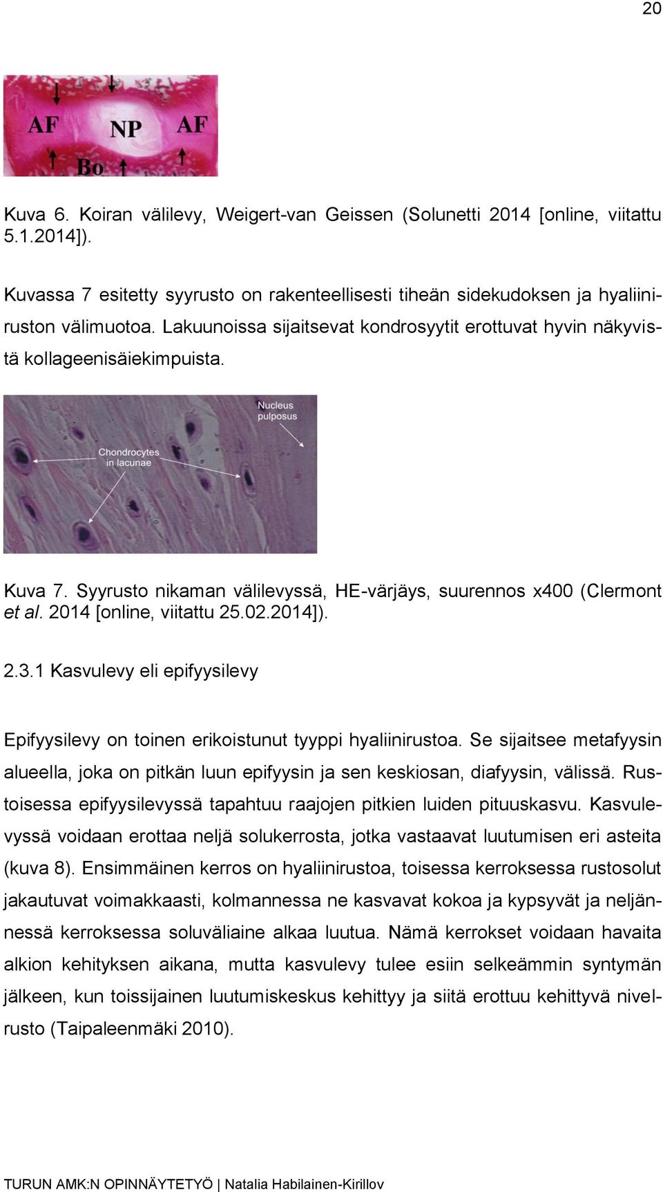 2014]). 2.3.1 Kasvulevy eli epifyysilevy Epifyysilevy on toinen erikoistunut tyyppi hyaliinirustoa.