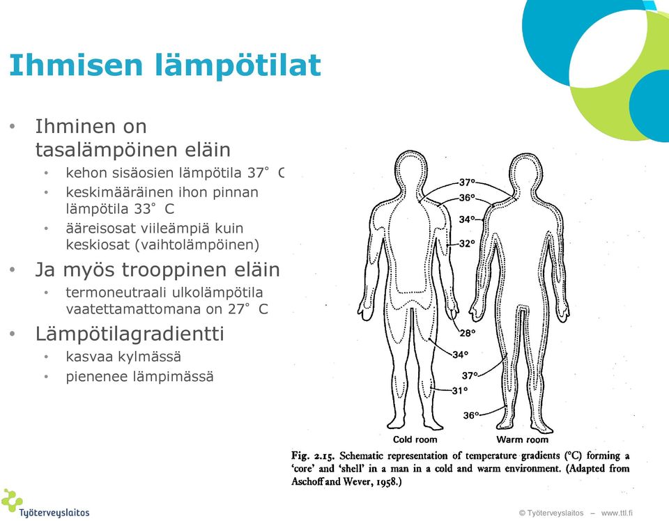 (vaihtolämpöinen) Ja myös trooppinen eläin termoneutraali ulkolämpötila