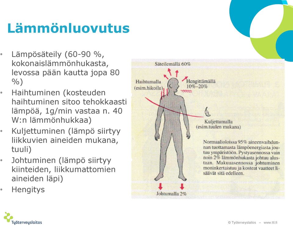 40 W:n lämmönhukkaa) Kuljettuminen (lämpö siirtyy liikkuvien aineiden mukana, tuuli)