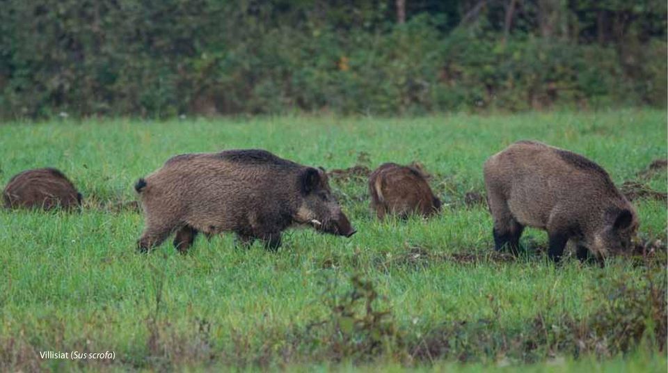 scrofa)