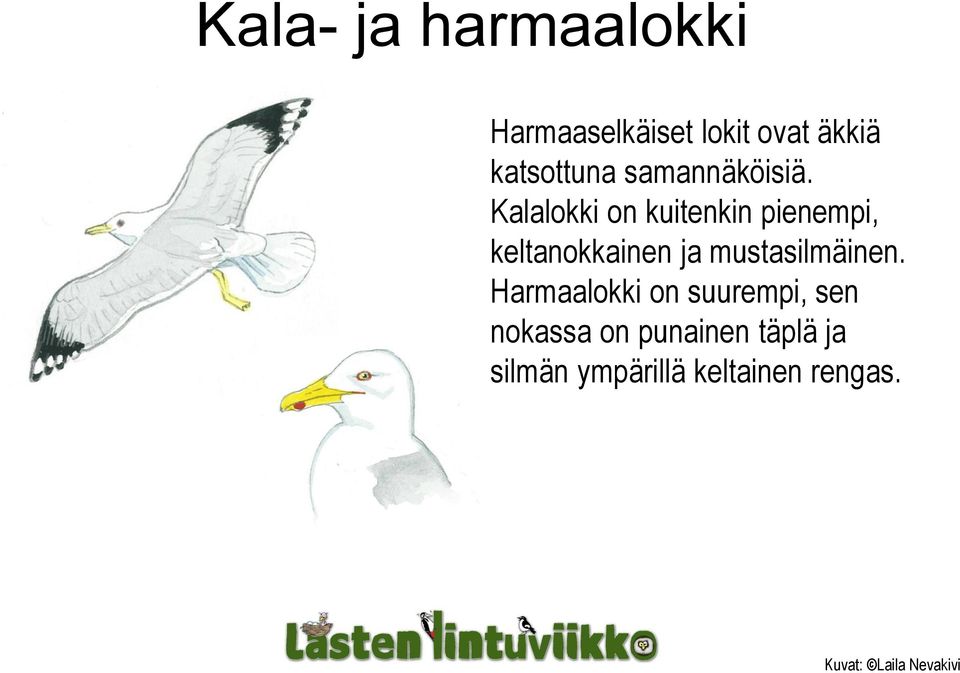 Kalalokki on kuitenkin pienempi, keltanokkainen ja