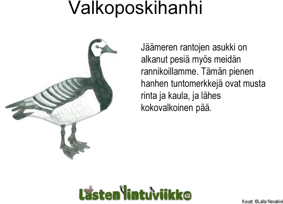 Tämän pienen hanhen tuntomerkkejä ovat