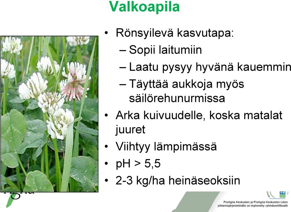 säilörehunurmissa Arka kuivuudelle, koska matalat