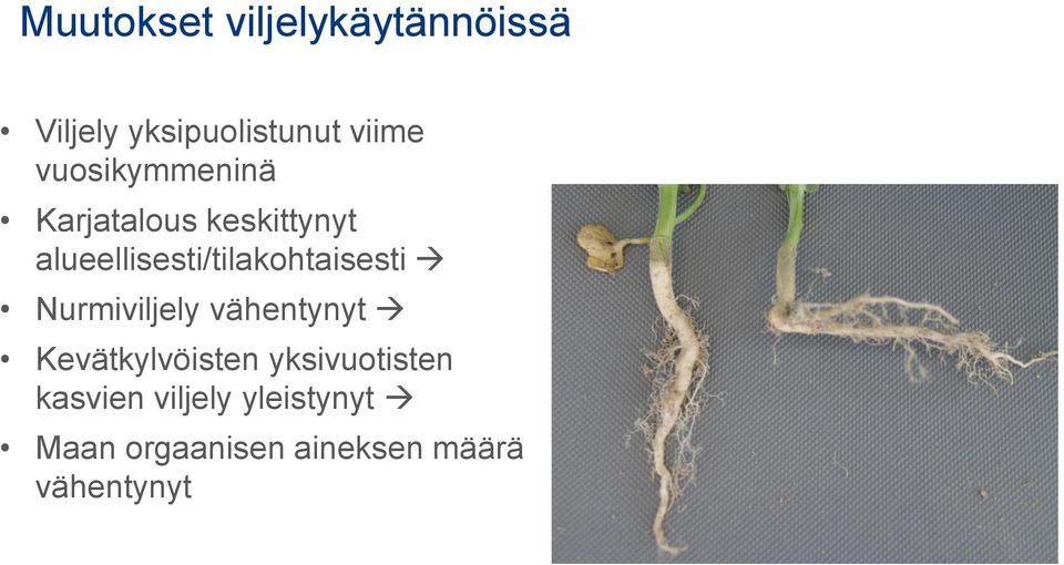 alueellisesti/tilakohtaisesti Nurmiviljely vähentynyt