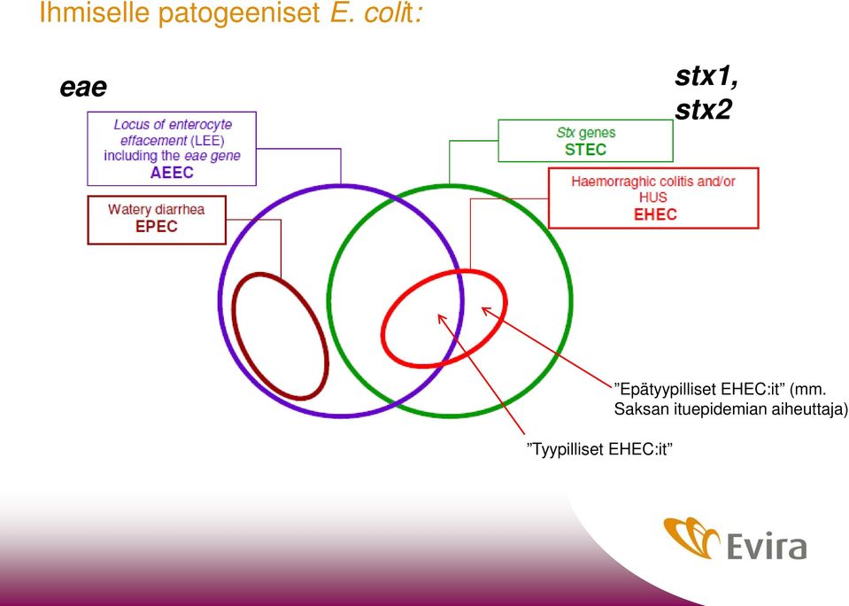 Tyypilliset EHEC:it