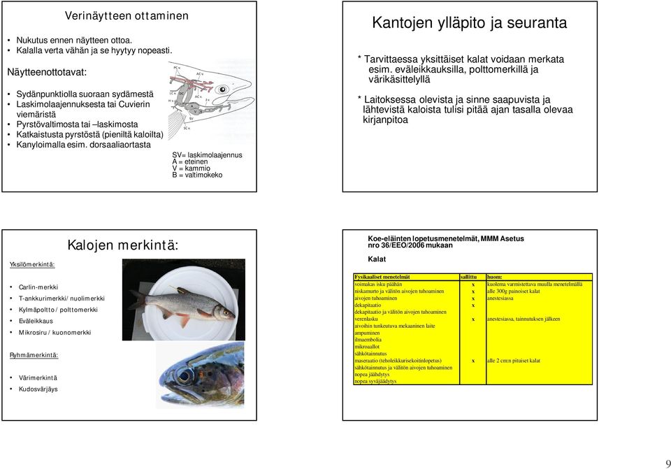 dorsaaliaortasta DC = cuvierin viemäri SV= laskimolaajennus A = eteinen V = kammio B = valtimokeko Kantojen ylläpito ja seuranta * Tarvittaessa yksittäiset kalat voidaan merkata esim.