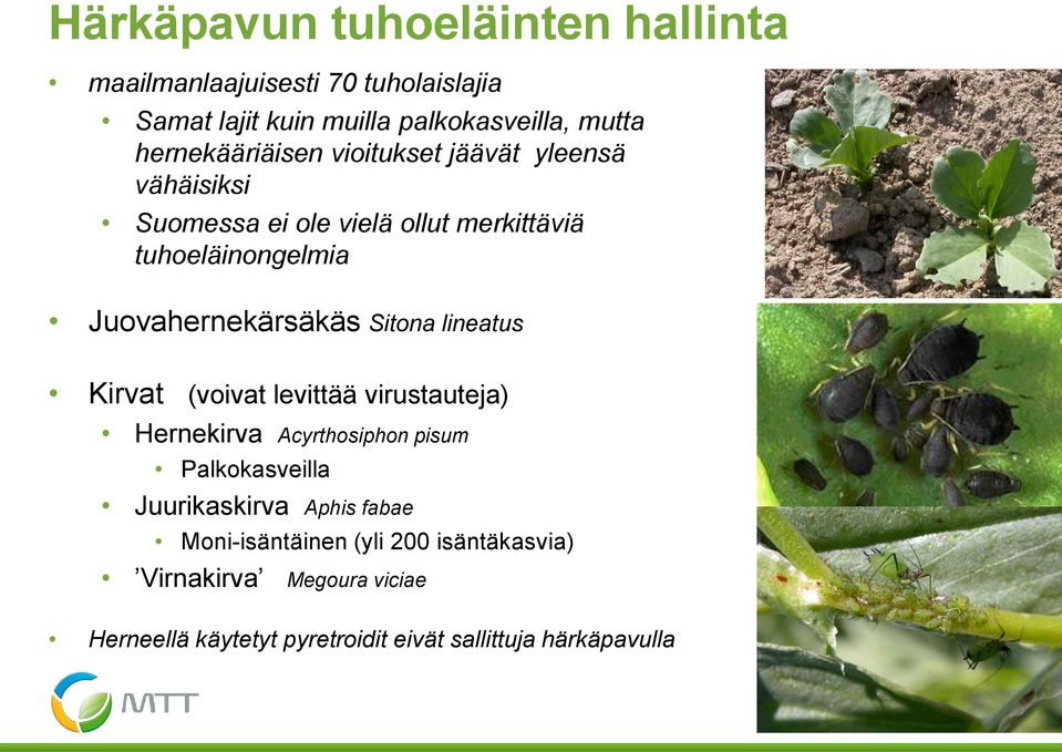 Juovahernekärsäkäs Sitona lineatus Kirvat (voivat levittää virustauteja) Hernekirva Acyrthosiphon pisum Palkokasveilla