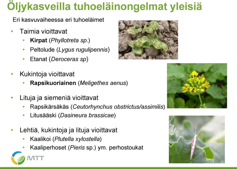 ja siemeniä vioittavat Rapsikärsäkäs (Ceutorhynchus obstrictus/assimilis) Litusääski (Dasineura brassicae) Lehtiä,